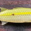 Campania Lures Oama Paddletail